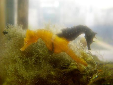 Fotografías asombrosas de Caballitos de Mar y Dragones de Mar Seahorse mating dance
