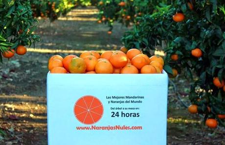 Ya se pueden comprar las mejores naranjas y mandarinas