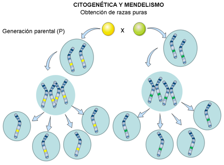 Mendel y la herencia genética