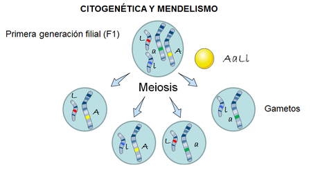 Mendel y la herencia genética