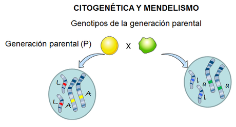 Mendel y la herencia genética