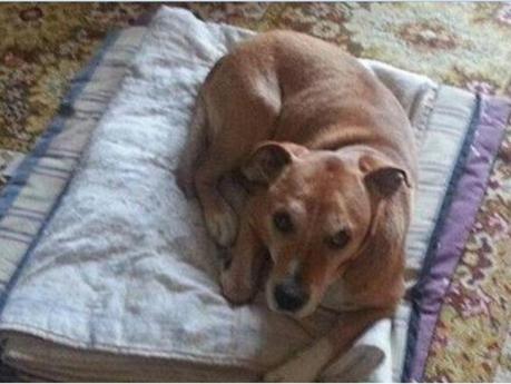 La cuestión del Ebola y los animales domésticos… La cuestión del Ebola y los animales domésticos…