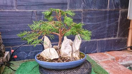 Primeros trabajos en un Falso Cipres Primeros trabajos en un Falso Cipres