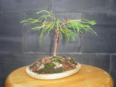 Primeros trabajos en un Falso Cipres Primeros trabajos en un Falso Cipres