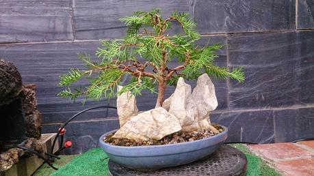 Primeros trabajos en un Falso Cipres Primeros trabajos en un Falso Cipres