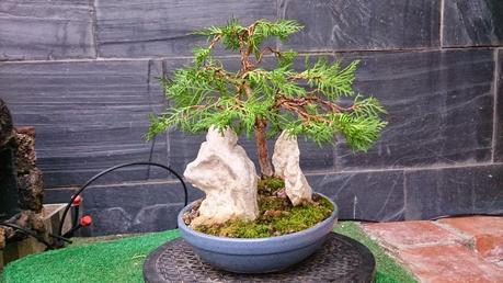 Primeros trabajos en un Falso Cipres Primeros trabajos en un Falso Cipres