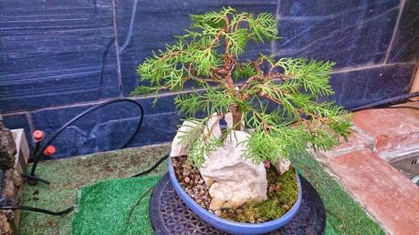 Primeros trabajos en un Falso Cipres Primeros trabajos en un Falso Cipres