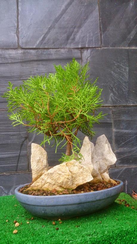 Primeros trabajos en un Falso Cipres Primeros trabajos en un Falso Cipres