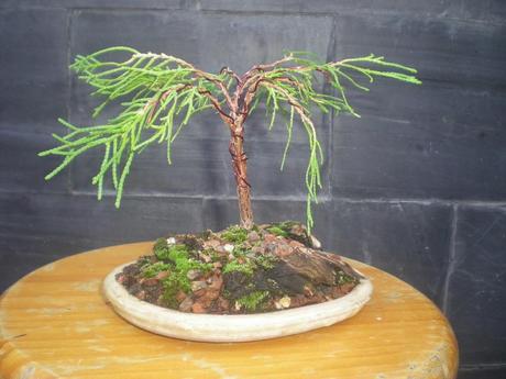 Primeros trabajos en un Falso Cipres Primeros trabajos en un Falso Cipres