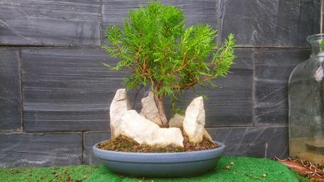 Primeros trabajos en un Falso Cipres Primeros trabajos en un Falso Cipres