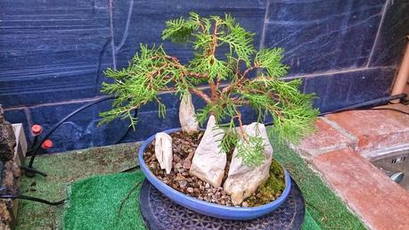 Primeros trabajos en un Falso Cipres Primeros trabajos en un Falso Cipres