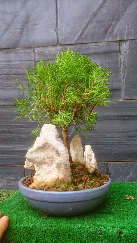 Primeros trabajos en un Falso Cipres Primeros trabajos en un Falso Cipres