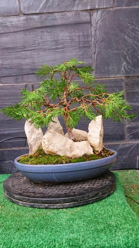 Primeros trabajos en un Falso Cipres Primeros trabajos en un Falso Cipres