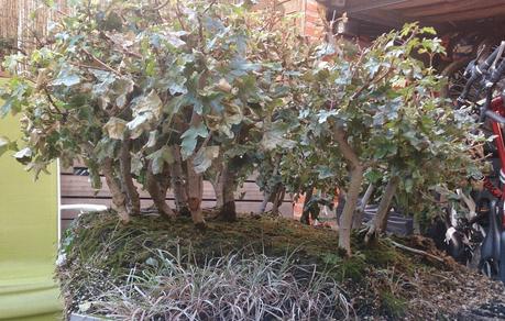 Diorama con Acers Campestres : 6 preparando el bosque Diorama con Acers Campestres : 6 preparando el bosque