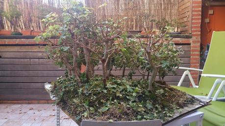 Diorama con Acers Campestres : 6 preparando el bosque Diorama con Acers Campestres : 6 preparando el bosque