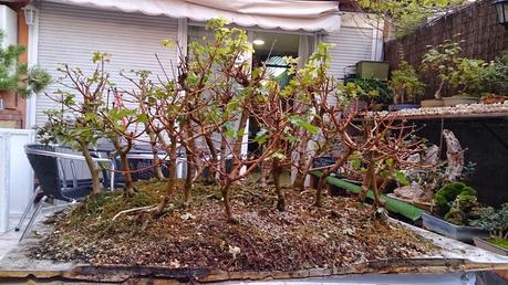 Diorama con Acers Campestres : 6 preparando el bosque Diorama con Acers Campestres : 6 preparando el bosque