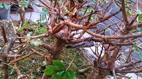 Diorama con Acers Campestres : 6 preparando el bosque Diorama con Acers Campestres : 6 preparando el bosque