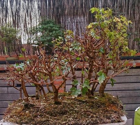 Diorama con Acers Campestres : 6 preparando el bosque Diorama con Acers Campestres : 6 preparando el bosque