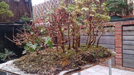 Diorama con Acers Campestres : 6 preparando el bosque Diorama con Acers Campestres : 6 preparando el bosque