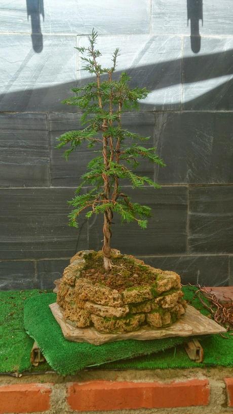 Repaso de verano a los bonsais 3 : Las coniferas y alguno mas. Repaso de verano a los bonsais 3 : Las coniferas y alguno mas.