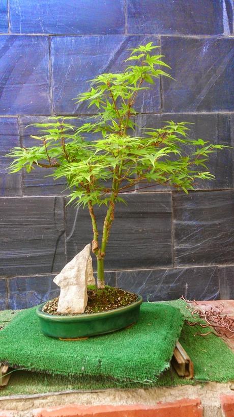 Repaso de verano a los bonsais II : ACERS PALMATUM Repaso de verano a los bonsais II : ACERS PALMATUM