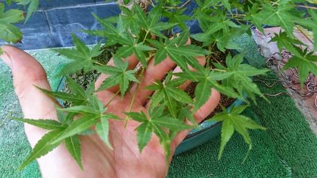 Repaso de verano a los bonsais II : ACERS PALMATUM Repaso de verano a los bonsais II : ACERS PALMATUM