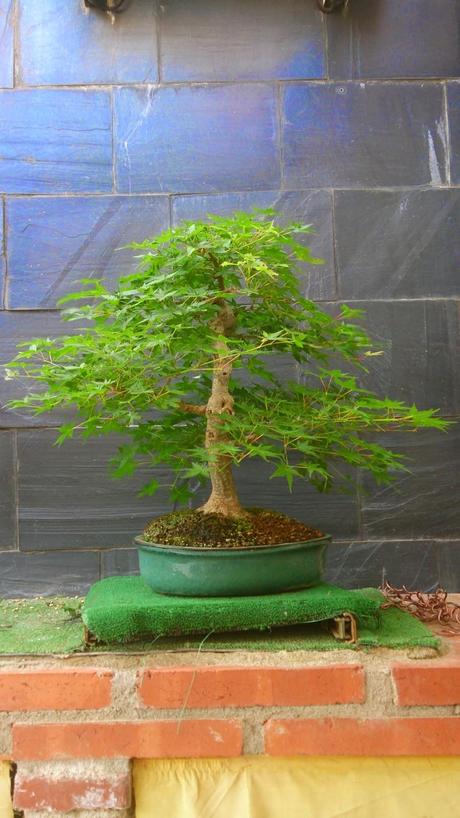 Repaso de verano a los bonsais II : ACERS PALMATUM Repaso de verano a los bonsais II : ACERS PALMATUM