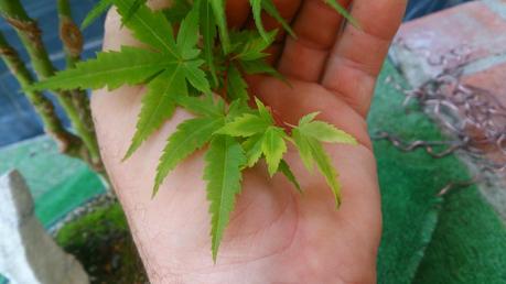 Repaso de verano a los bonsais II : ACERS PALMATUM Repaso de verano a los bonsais II : ACERS PALMATUM
