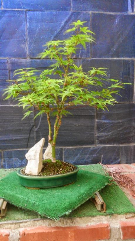 Repaso de verano a los bonsais II : ACERS PALMATUM Repaso de verano a los bonsais II : ACERS PALMATUM