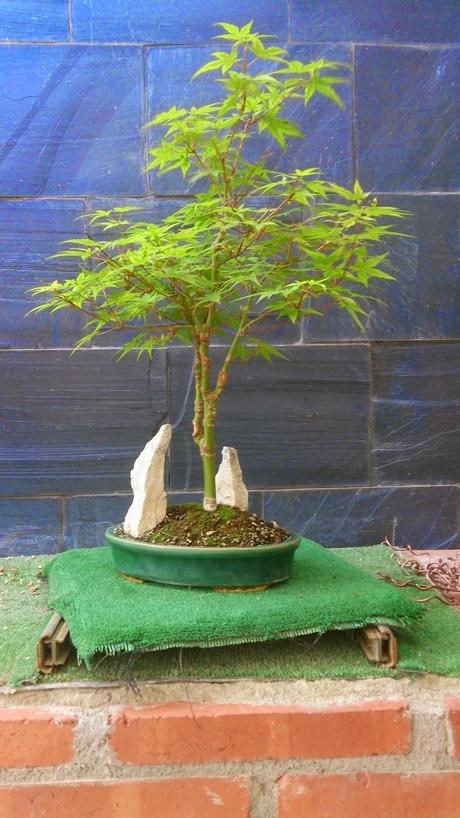 Repaso de verano a los bonsais II : ACERS PALMATUM Repaso de verano a los bonsais II : ACERS PALMATUM