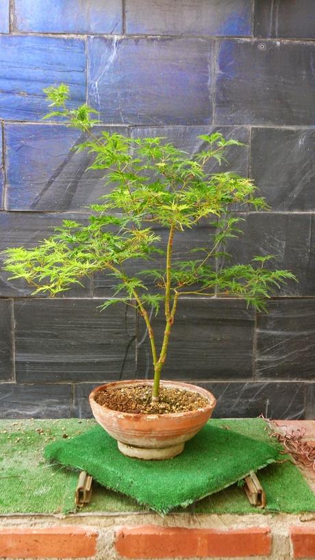 Repaso de verano a los bonsais II : ACERS PALMATUM Repaso de verano a los bonsais II : ACERS PALMATUM
