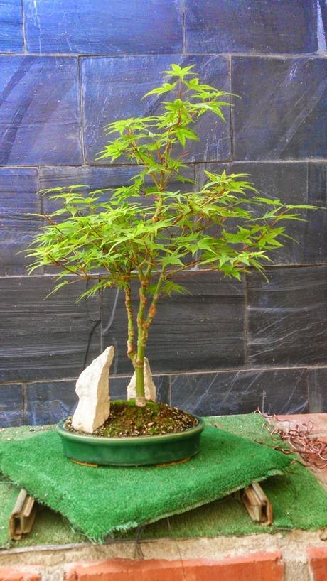 Repaso de verano a los bonsais II : ACERS PALMATUM
