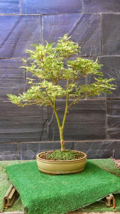 Repaso de verano a los bonsais II : ACERS PALMATUM