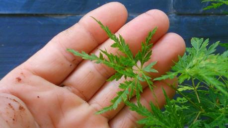 Repaso de verano a los bonsais II : ACERS PALMATUM Repaso de verano a los bonsais II : ACERS PALMATUM