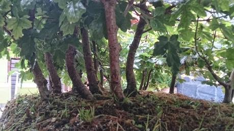 Diorama con Acers Campestres : 1- la presentacion Diorama con Acers Campestres : 1- la presentacion