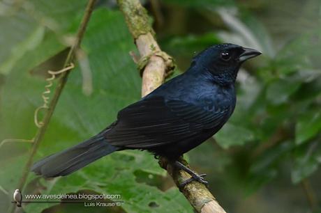 Frutero coronado (Ruby-crowned Tanager) Tachyphonus coronatus