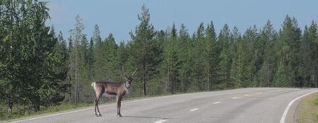 Llegando a Ninguna Parte Renos por doquier en las carreteras