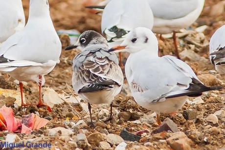 Gaviota de Franklin o Pipizcán-Larus pipixcan-Franklin´s gull