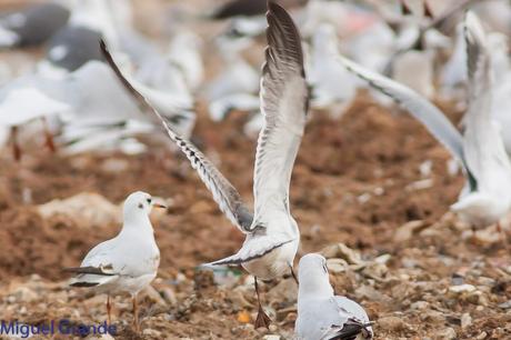 Gaviota de Franklin o Pipizcán-Larus pipixcan-Franklin´s gull