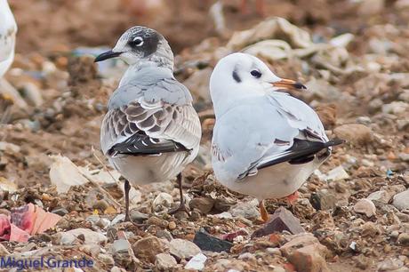 Gaviota de Franklin o Pipizcán-Larus pipixcan-Franklin´s gull