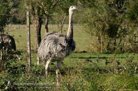 Ñandú (Greater Rhea) Rhea americana