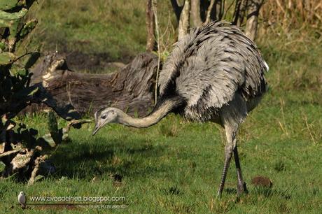 Ñandú (Greater Rhea) Rhea americana