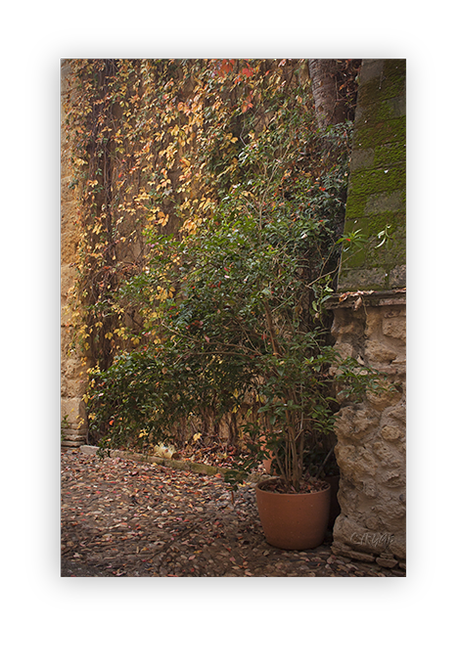 Otoño II –Matices. Patios. Detalles- Otoño II –Matices. Patios. Detalles-