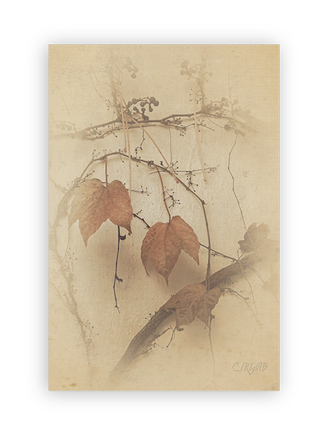 Otoño II –Matices. Patios. Detalles- Otoño II –Matices. Patios. Detalles-