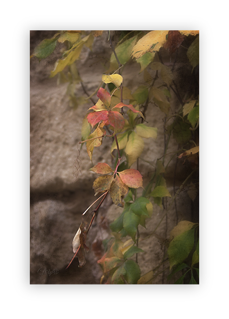 Otoño II –Matices. Patios. Detalles- Otoño II –Matices. Patios. Detalles-