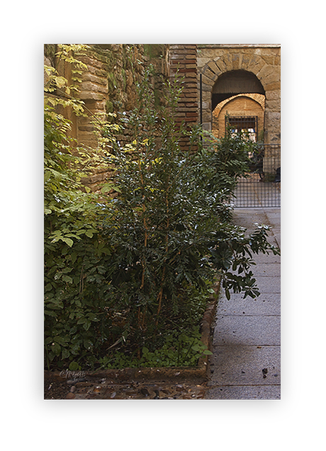 Otoño II –Matices. Patios. Detalles- Otoño II –Matices. Patios. Detalles-