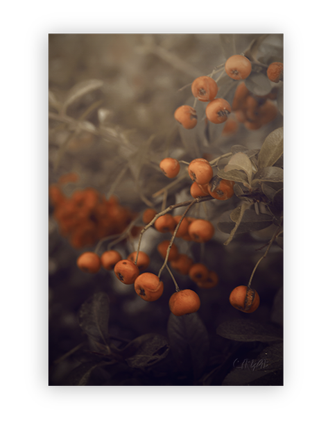 Otoño II –Matices. Patios. Detalles- Otoño II –Matices. Patios. Detalles-