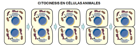 La reproducción (y el resto de la vida) de las células