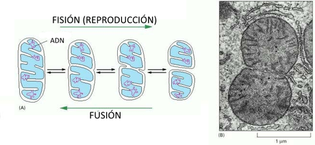 La reproducción (y el resto de la vida) de las células