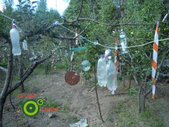 Pájaros espantapájaros xxxxx